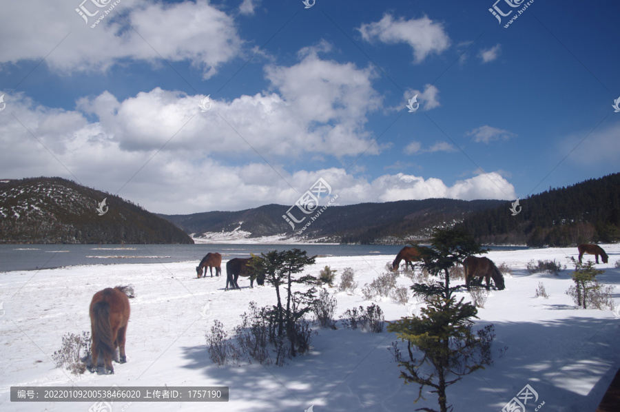 雪地马群