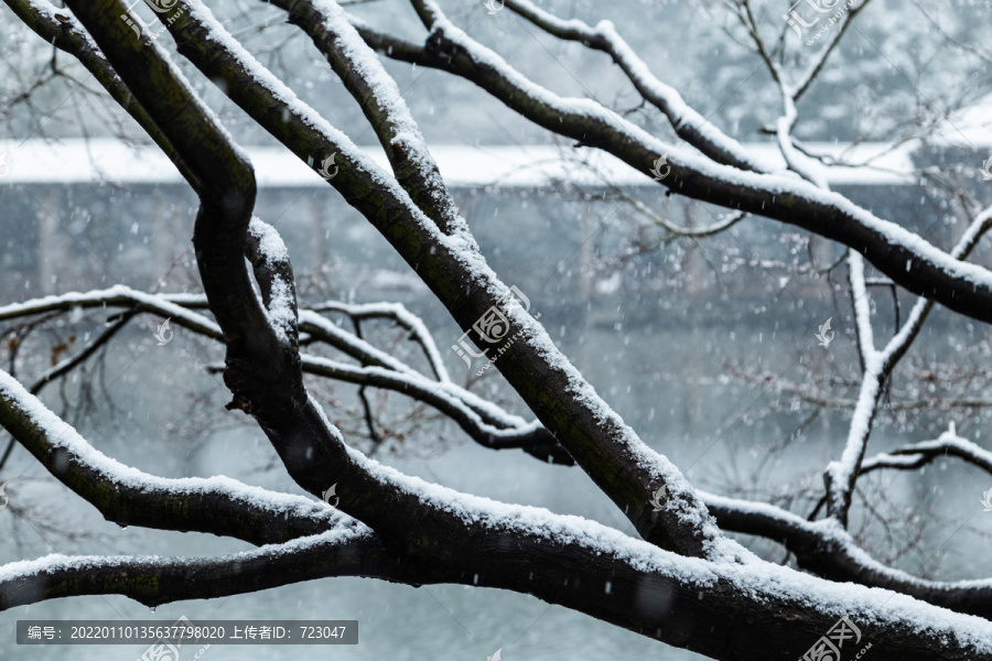 杭州花港观鱼公园雪霁