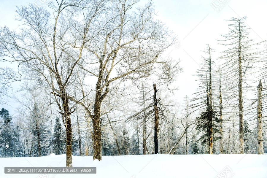 森林白雪