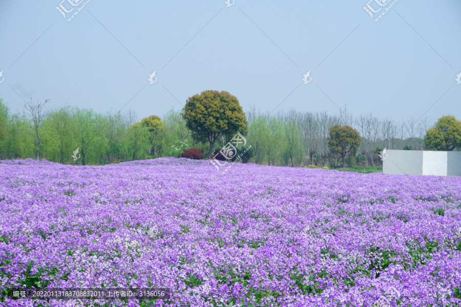 薰衣草田