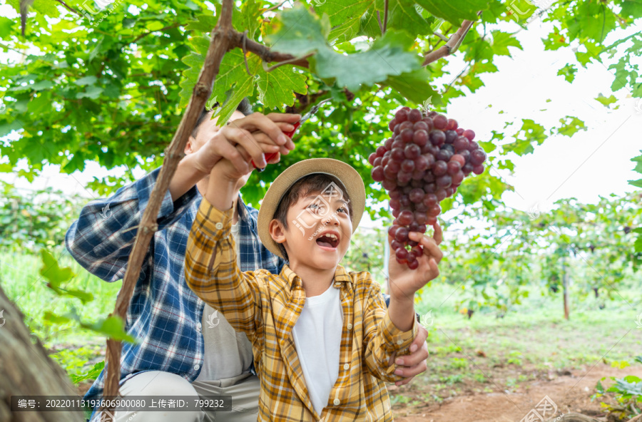 快乐的父子在果园采摘葡萄