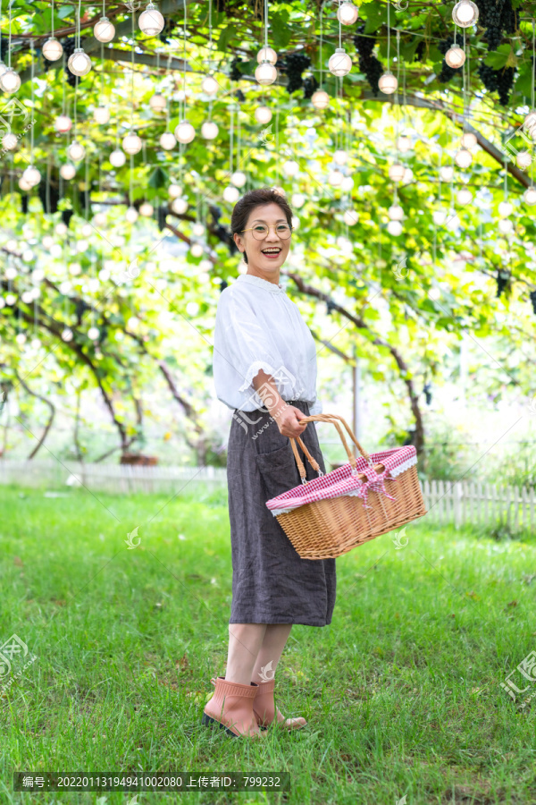 老年女人在果园采摘葡萄