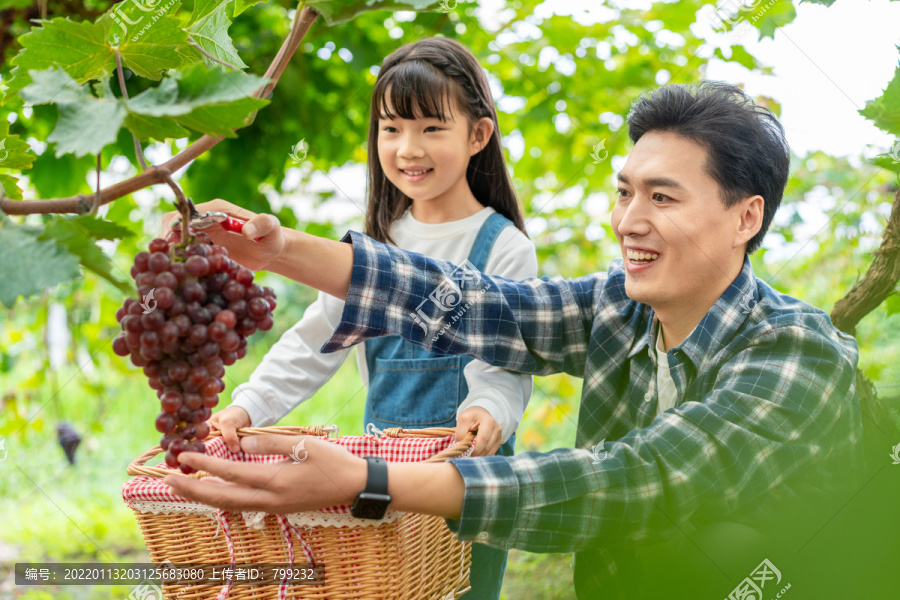 快乐的父女在果园采摘葡萄