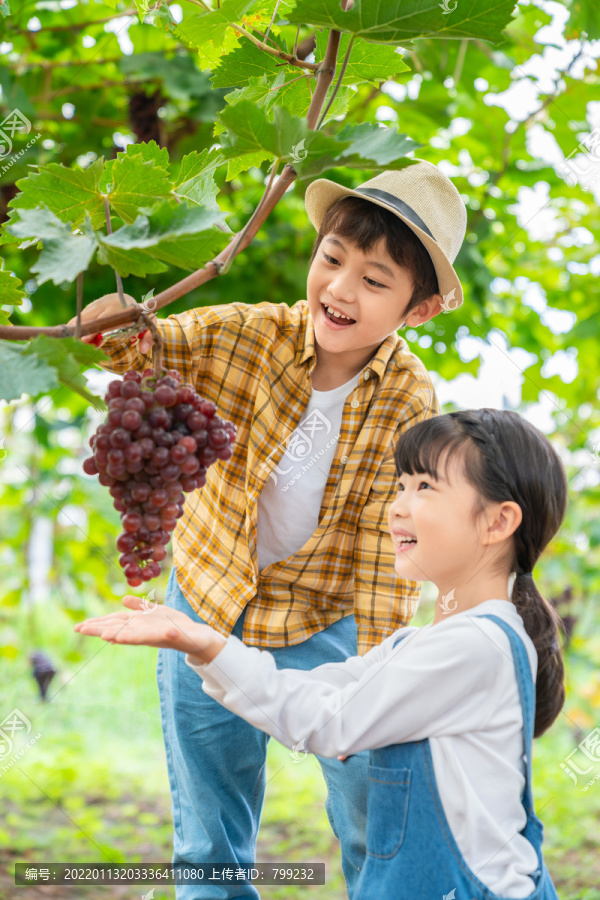 小朋友在果园采摘葡萄