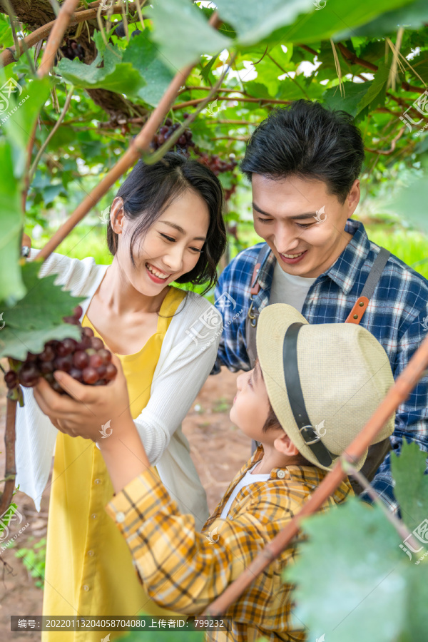 年轻家庭在果园采摘葡萄