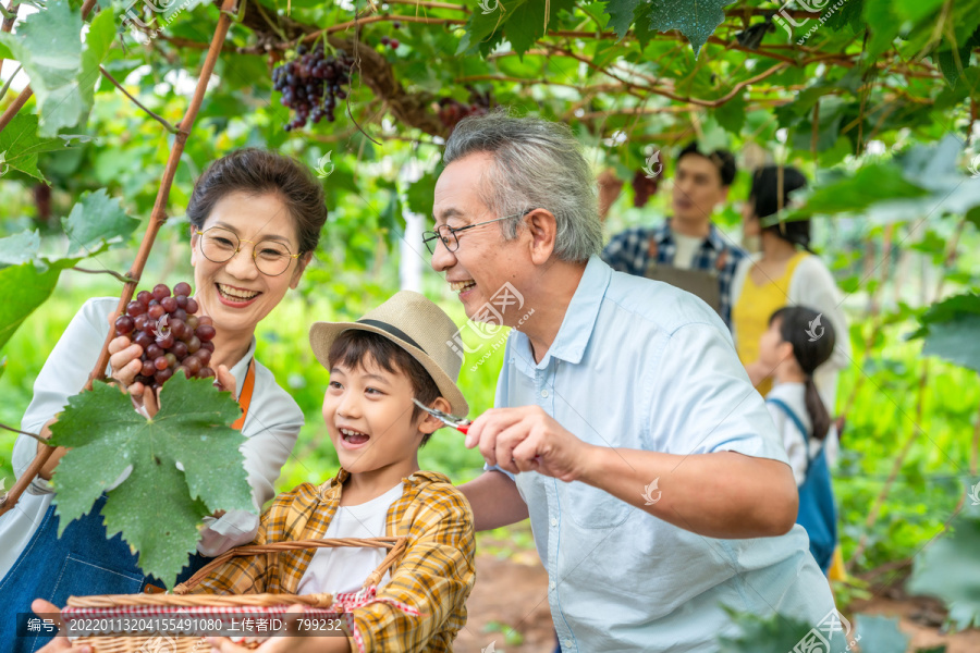 全家人在果园采摘葡萄