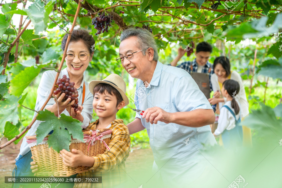 全家人在果园采摘葡萄