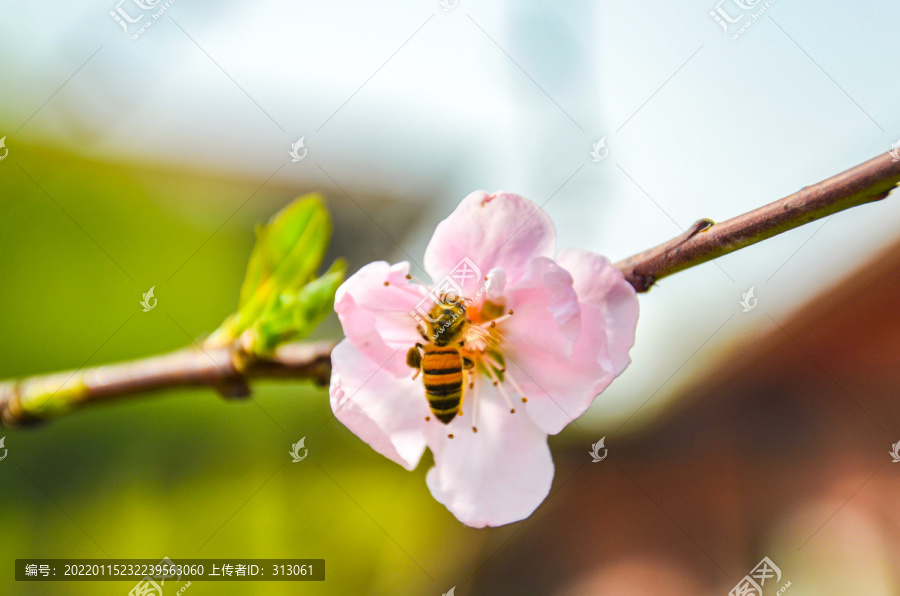 蜜蜂采蜜桃花