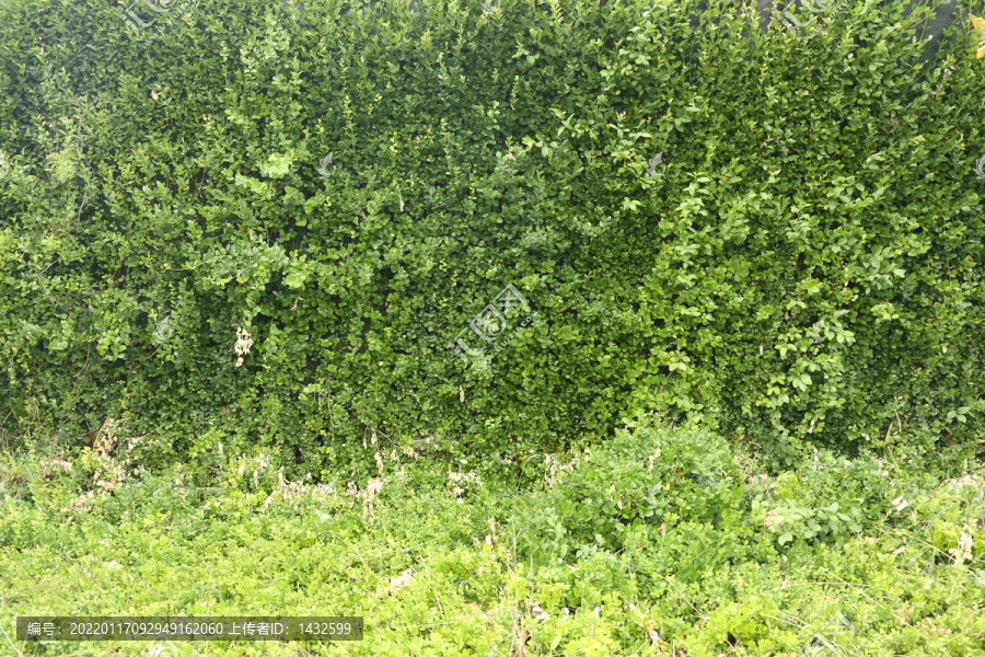 高清生态绿植墙
