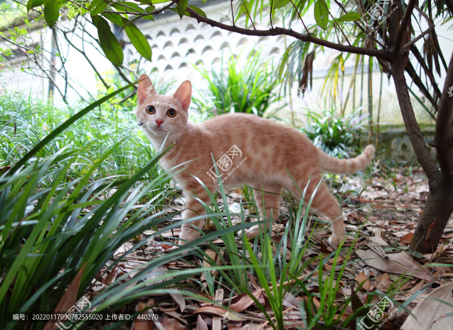 橘色狸花猫