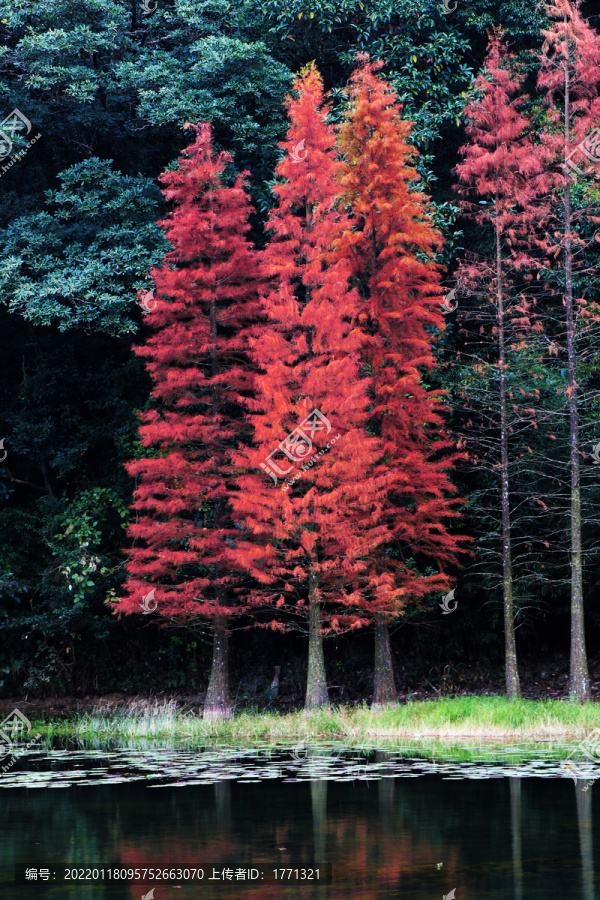红杉树