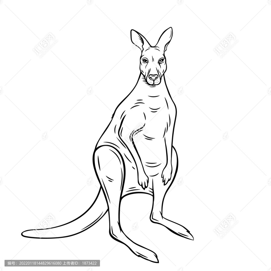 黑白手绘澳洲袋鼠插图