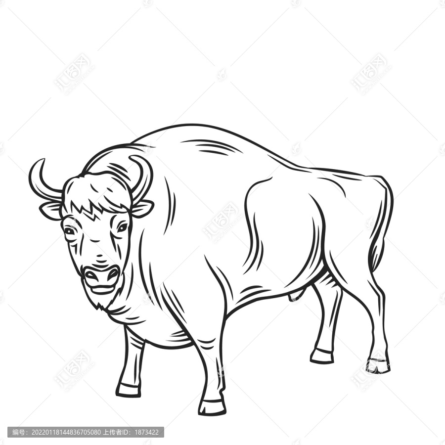 黑白手绘牦牛插图