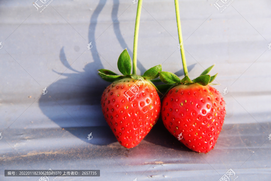 鲜嫩的草莓