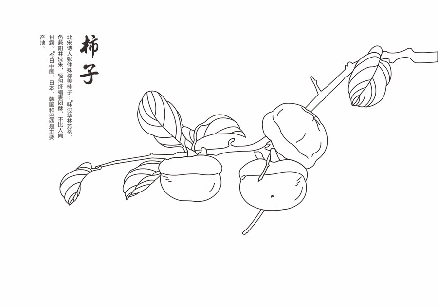 柿子手繪