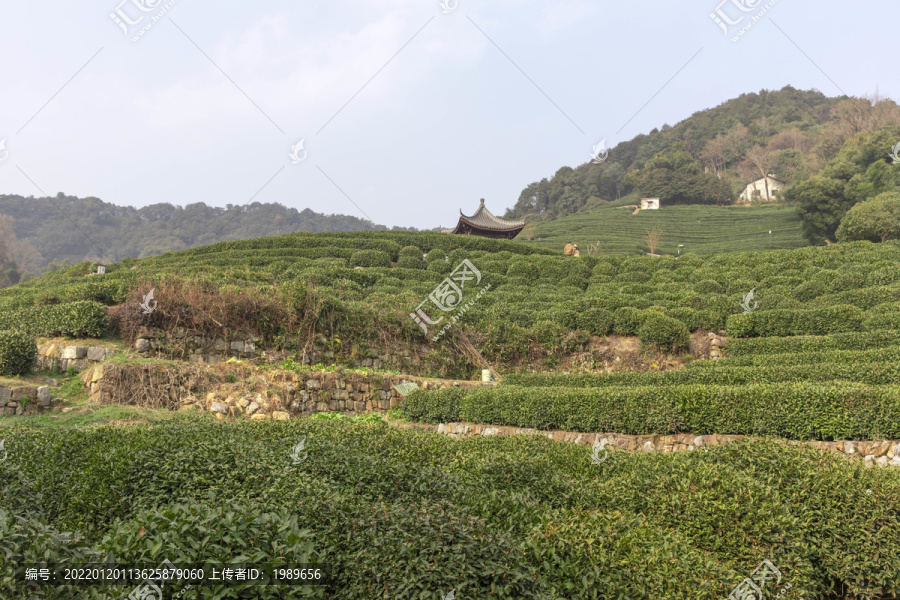 龙井茶叶种植基地
