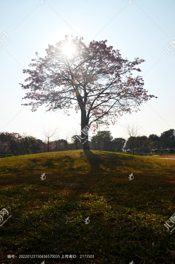 一树花开