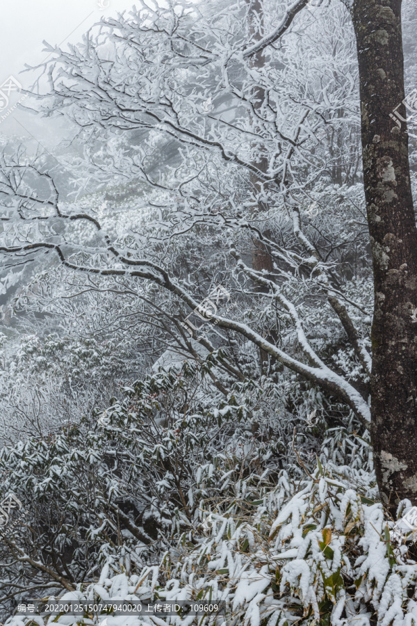 黄山雪景