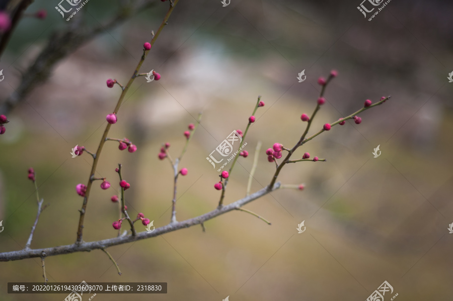 枝头腊梅