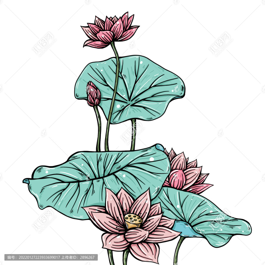 荷花荷葉
