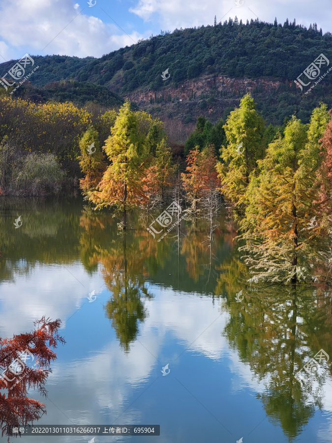 昆明甸尾村水源保护地水杉