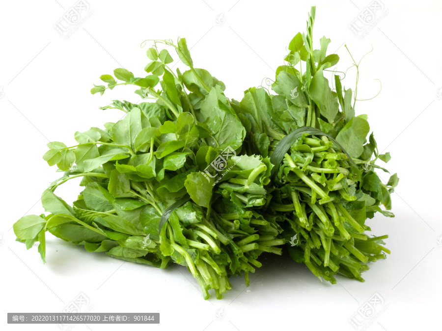 绿色的蔬菜豌豆尖