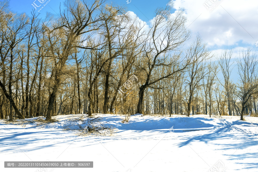 冬季森林雪景