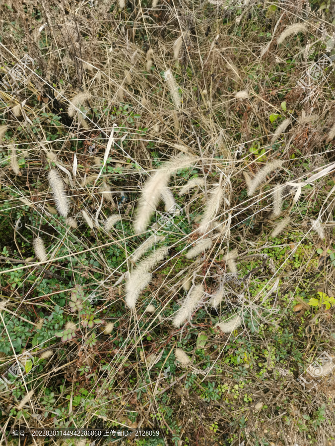 野外草坪