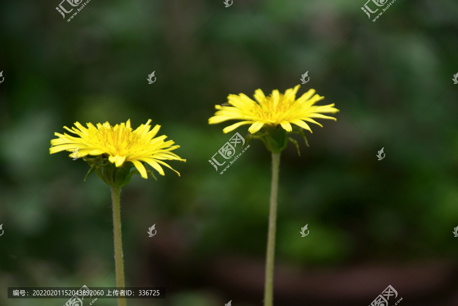 野生菊科植物菊苣花花朵