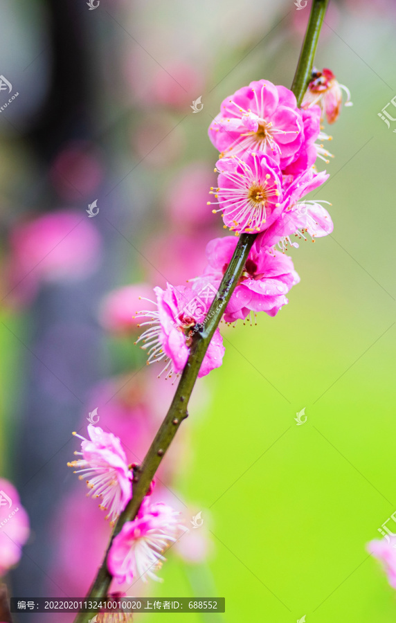 雨中梅花