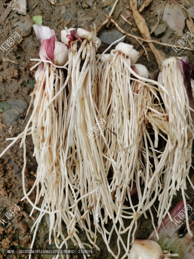 高清大蒜根
