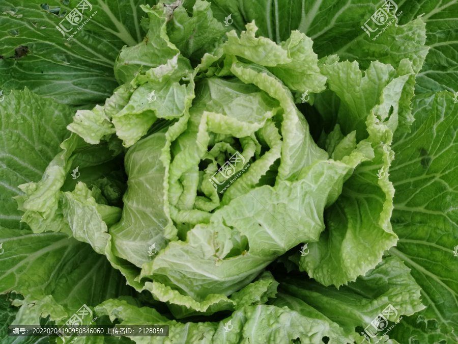 新鮮大白菜