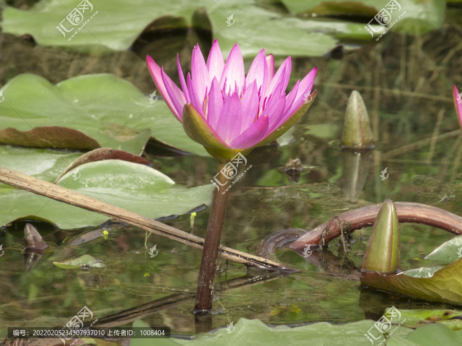 水面上一株盛开的粉红色莲花