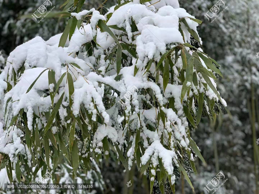 雪竹