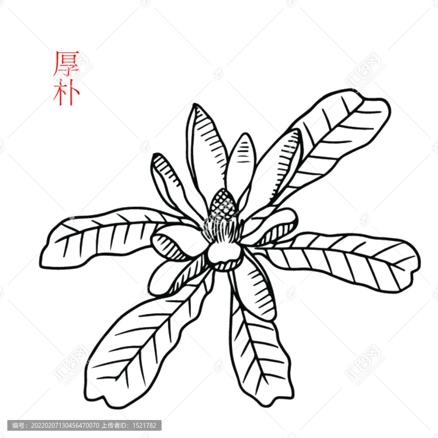 厚樸