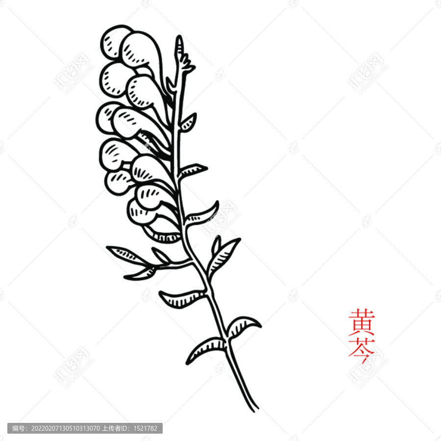 黃芩