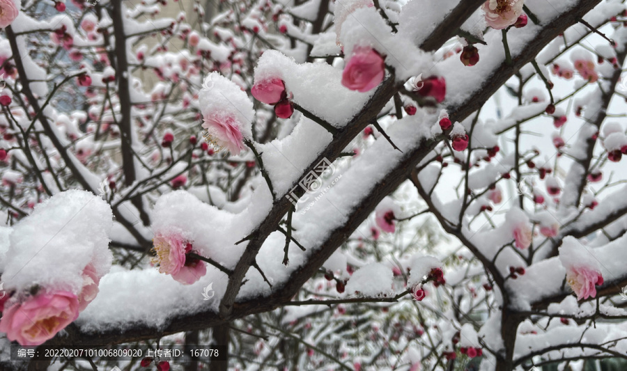 傲雪红梅