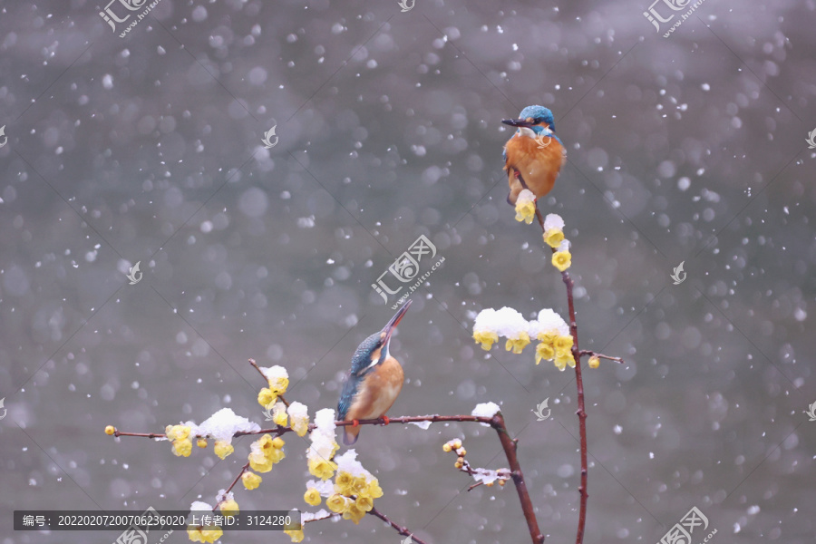 雪中翠鸟