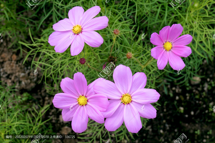 观赏花卉秋英花朵特写