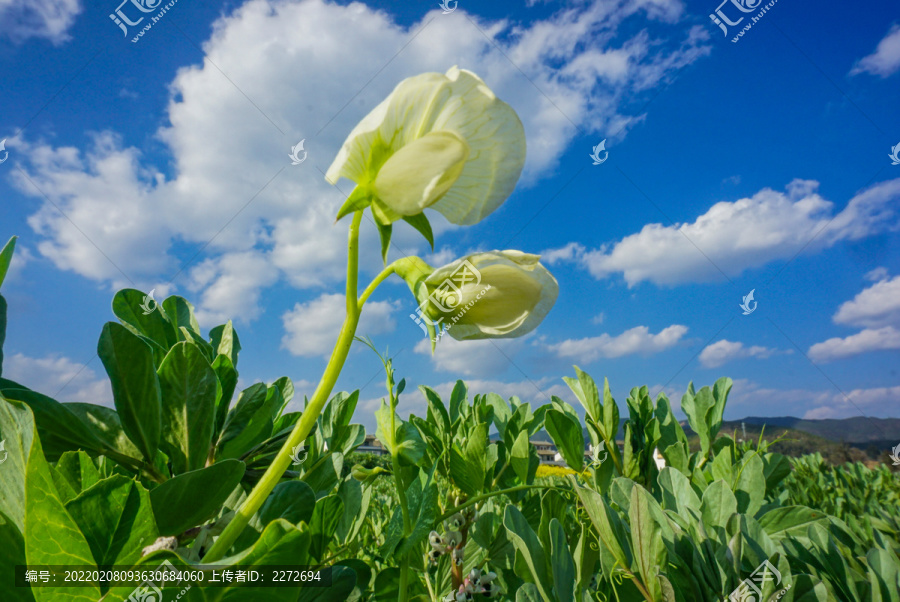 花枝俏