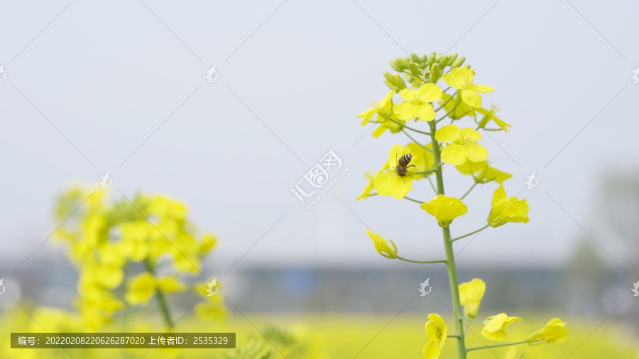 油菜花和小蜜蜂