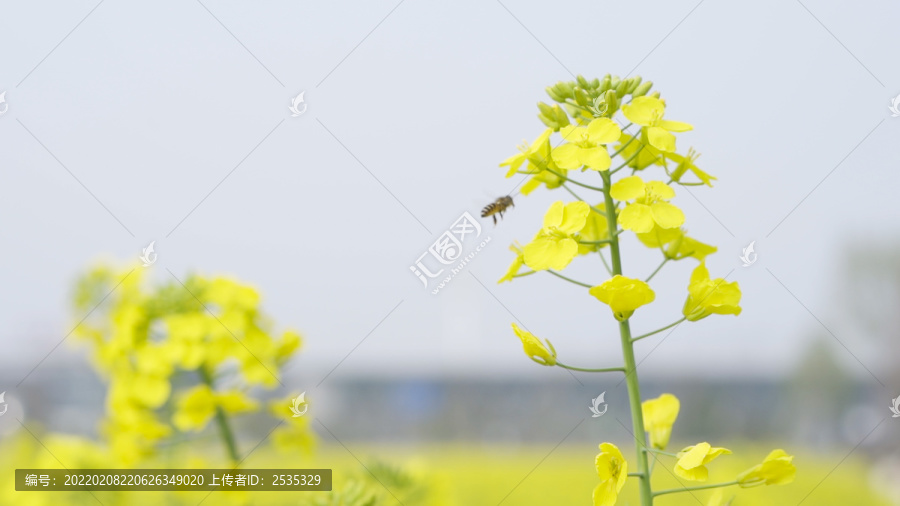 油菜花和小蜜蜂