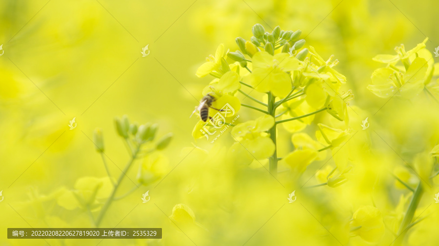 油菜花和小蜜蜂