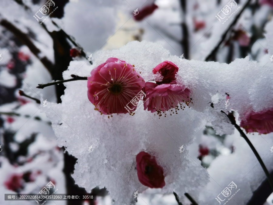 雪中腊梅