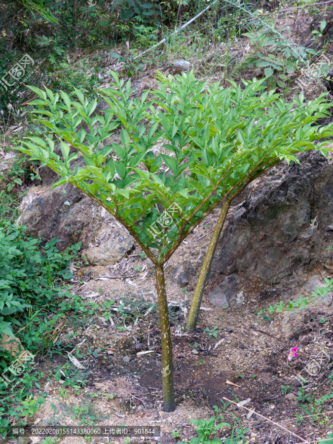 天南星科植物花魔芋