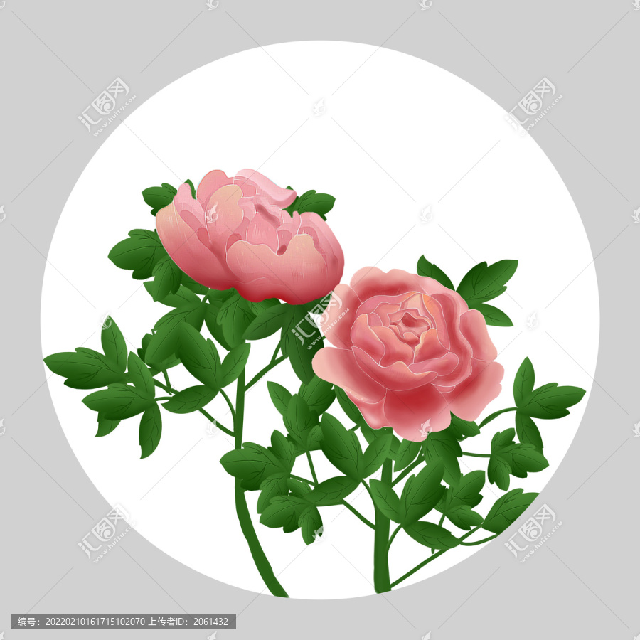 牡丹花手繪插畫
