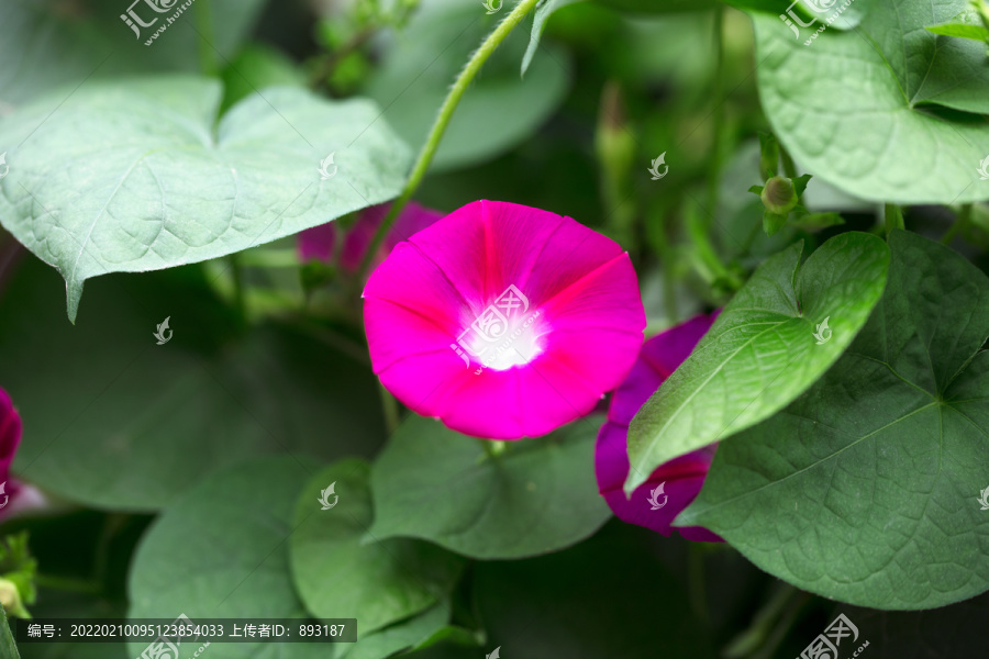 漂亮的牵牛花