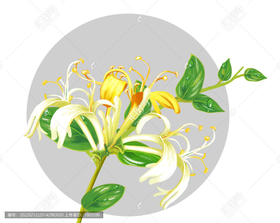 金銀花插畫