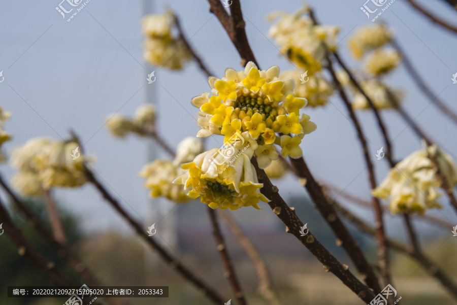 结香花