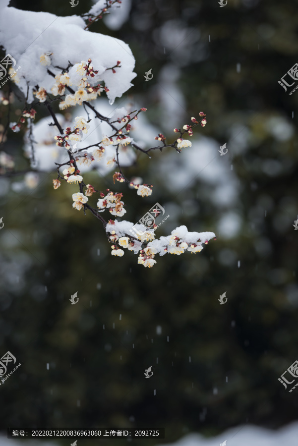 中国湖北武汉东湖梅园梅花雪景